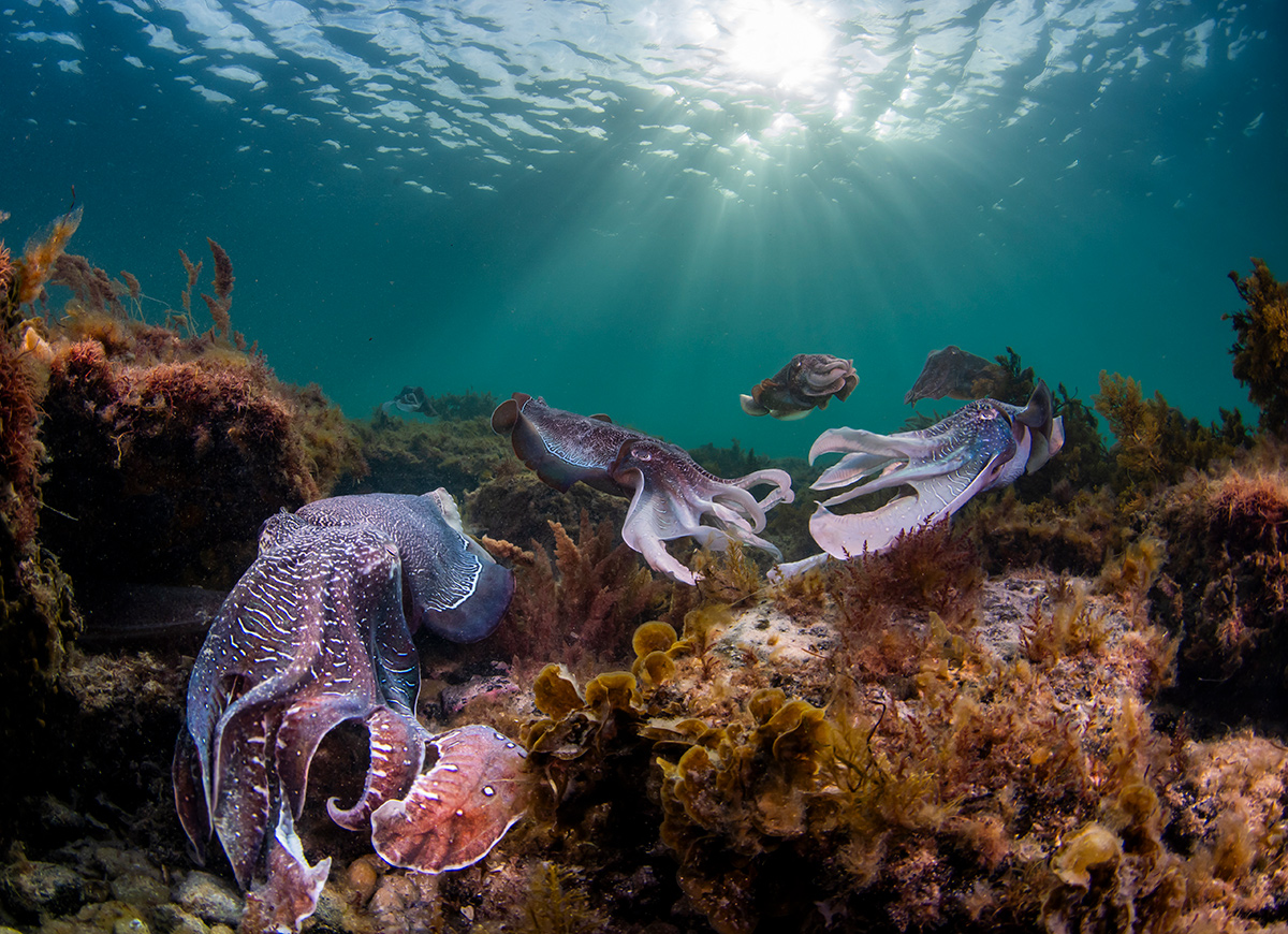 Brasileira vence competição da ONU de fotos da vida marinha